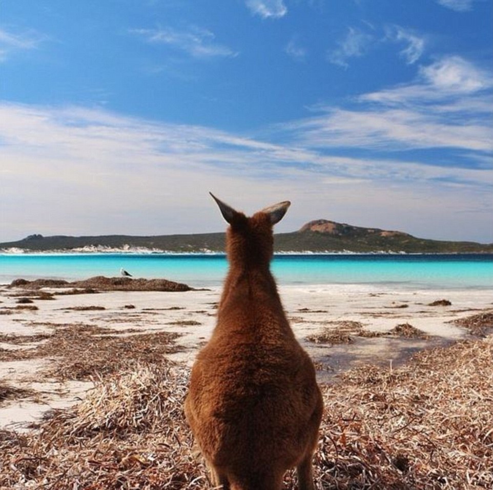 2409C27D00000578 2873135 A kangaroo gazes over Lucky Bay in Western Australia an area kno a 22 1418536428538